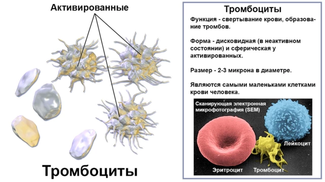 Тромбоциты в крови