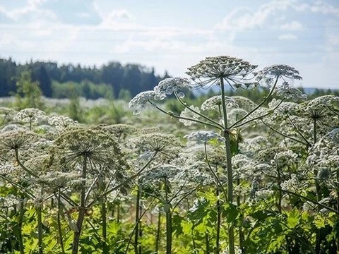 Борщевик. Что нужно знать об этом опасном растении и фотохимическом дерматите